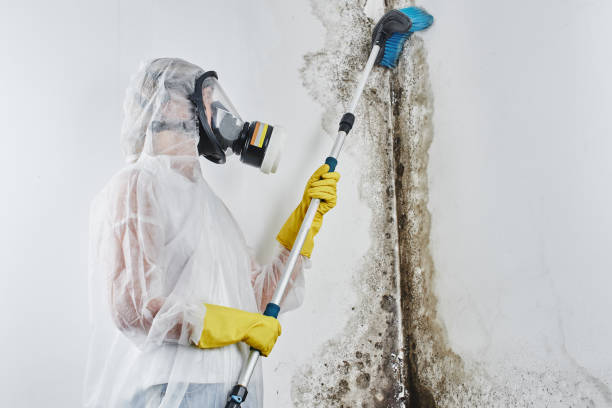 Best Residential Mold Removal  in Salisbury, NC