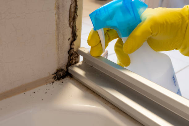 Best Mold Damage Repair  in Salisbury, NC