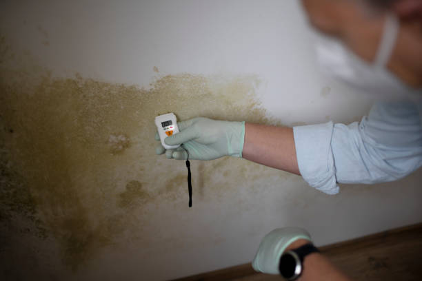 Best Mold Removal Specialists  in Salisbury, NC