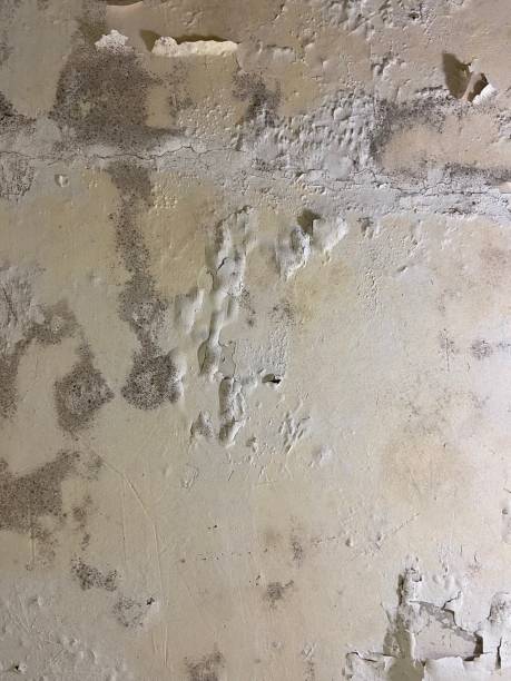 Salisbury, NC Mold Removal Company